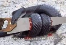 Motivasi Diri, Terinspirasi Kisah Ular Dan Gergaji