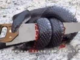 Motivasi Diri, Terinspirasi Kisah Ular Dan Gergaji