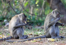 Sedia Camilan Sebelum Monyet Datang… Padahal di Sekolahan