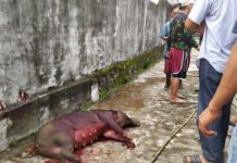 Babi Hutan Bikin Heboh Warga Saat Pagi Buta