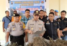 Satnarkoba Polres Madina Kembali Amankan Kurir Dan Pemilik Ladang Ganja