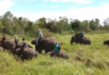 PUSAT LATIHAN GAJAH (PLG) WAY KAMBAS TETP ANGON GAJAH