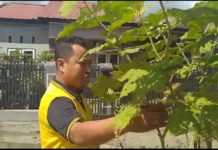 Personil Humas Polres Madina Bripka Yogi Yanto, Manfaatkan Lahan Kosong Untuk Bertani Dan Beternak Lele Juga Ayam