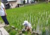 Tugas Coklit Calon Pemilih, PPDP Kecemplung Sawah