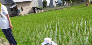 Tugas Coklit Calon Pemilih, PPDP Kecemplung Sawah