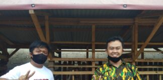 Komitmen Program UMKM, Peternak Kambing Burawa Untuk Lampung Selatan Berjaya