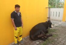 Panitia Rilis Undangan Pengambilan Daging Kurban Golkar Lamsel