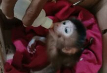 Tak Dilengkapi Dokumen, KSKP Bakauheni Amankan Puluhan Monyet