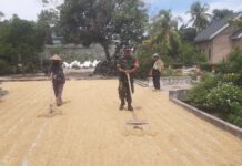 Perkuat Ketahanan Pangan, Babinsa Koramil 0421-07/Sdm Bantu Petani Jemur Padi