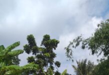 Sinergi TNI Bersama Rakyat, Babinsa Kodim 0421/Ls Bantu Bangun Rumah Warga