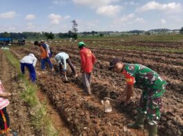 Wujudkan Masyarakat Produktif, Babinsa Kodim 0421/Ls membantu Petani Budidaya Tanaman Cabe