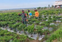 Wujudkan Ketahanan Pangan Yang Kuat, Babinsa Kodim 0421/Ls Aktif Lakukan Pendampingan Pada Petani Cabe