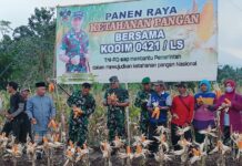 DUKUNG KETAHANAN PANGAN, DANDIM 0421/LS PIMPIN PANEN RAYA JAGUNG