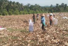 Babinsa 421-06/Natar Bantu Warga Panen Jagung di Desa Kalisari Kecamatan Natar