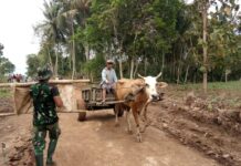 Manfaatkan Gerobak Sapi, Satgas TMMD ke-120 Kodim 0421/Lampung Selatan Angkut Material Batu underlak ke Lokasi pembuatan jalan di Desa Budi lestari