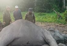 *Gajah Liar Dewasa Ditemukan Mati di TNWK, Penyebab Kematian Masih Diselidiki*
