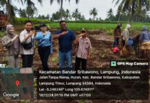 Petani Singkong Riang Gembira menyambut kenaikan harga