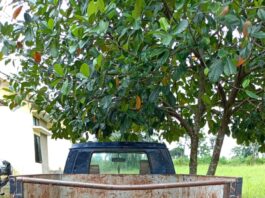 DPO Pencuriaan Mobil, Ditangkap Polsek Jati Agung.