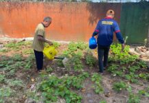 Warga Binaan Lembaga Pemasyarakatan Tanam Mantang dan Kangkung Dukung Ketahanan Pangan RI