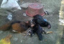 Warga geger banyak temuan ayam mati mendadak.