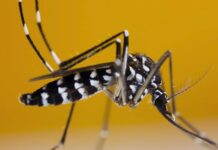 PROF SUTAN NASOMAL : PRESIDEN RI HARUS MEMPERHATIKAN KASUS DBD. NYAMUK WOLBACHIA AEDES AEGYPTI TIDAK BERMANFAAT DAN MASYARAKAT TERSERANG DBD.