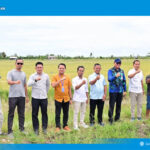 Padi Biosalin, Inovasi Cerdas Ubah Tambak Asin Jadi Sawah Produktif di Lampung Selatan