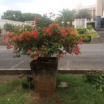 Bunga Kembang Kertas Peninggalan Bupati H. Zulkifli Anwar Kini Hidupnya Merana, LSM Corong Kritisi Plt Kadis DLH Lamsel ‘Malas’ Tak Kerja Lakukan Perawatan