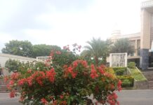 Bunga Kembang Kertas Peninggalan Bupati H. Zulkifli Anwar Kini Hidupnya Merana, LSM Corong Kritisi Plt Kadis DLH Lamsel ‘Malas’ Tak Kerja Lakukan Perawatan